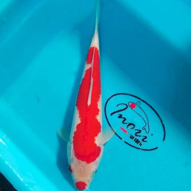 Kohaku 28cm