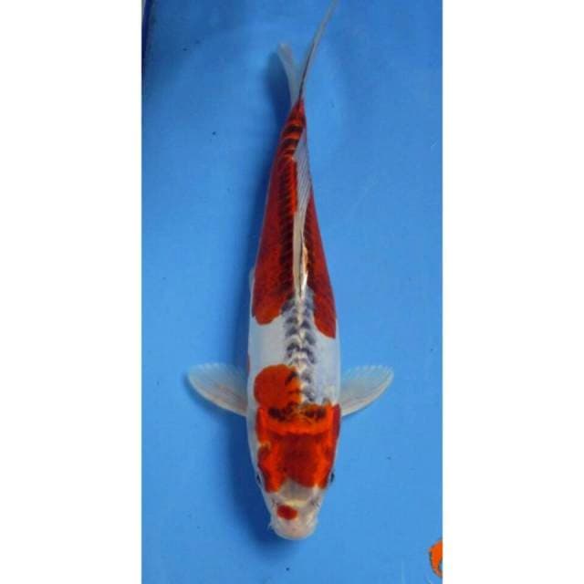 7KOI_KUJAKU CANTIK_30CM