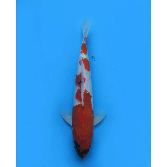 Sanke Tategoi - 40cm