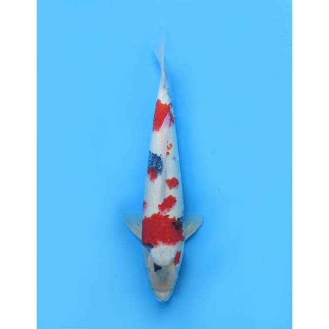 Kindai Showa - 45cm