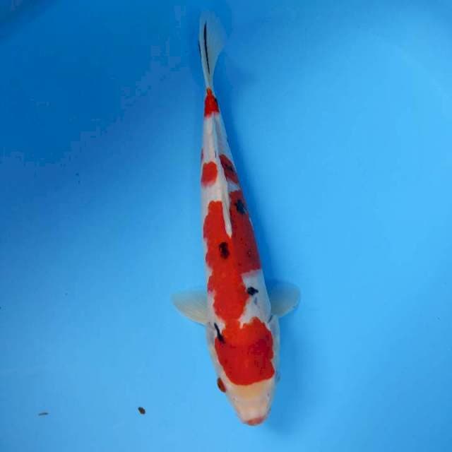 Sanke 41cm
