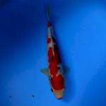 Sanke 41cm