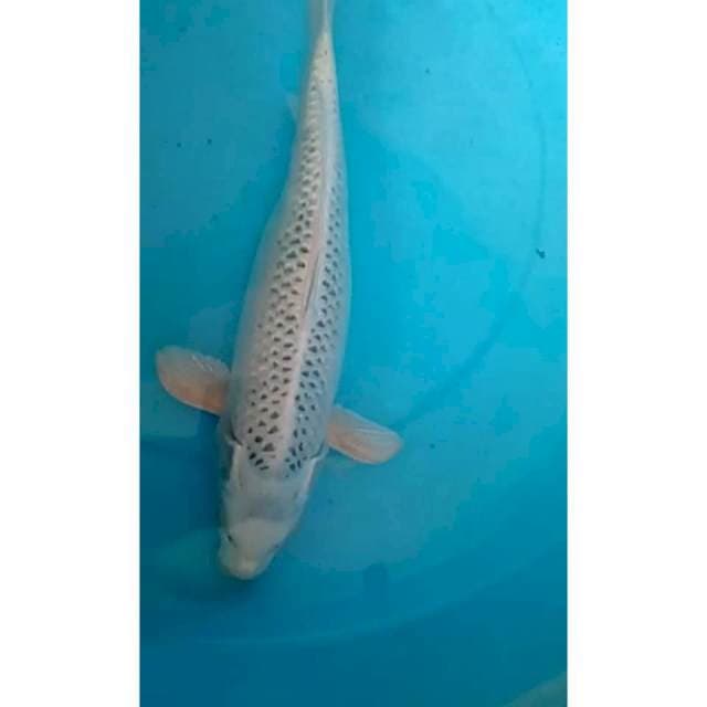 Gin matsuba 45cm