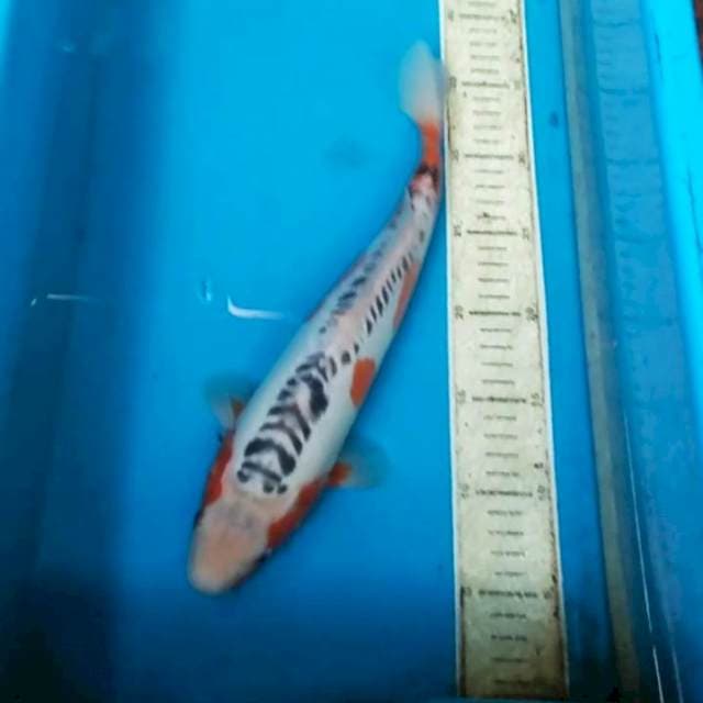 Shusui 34cm F1