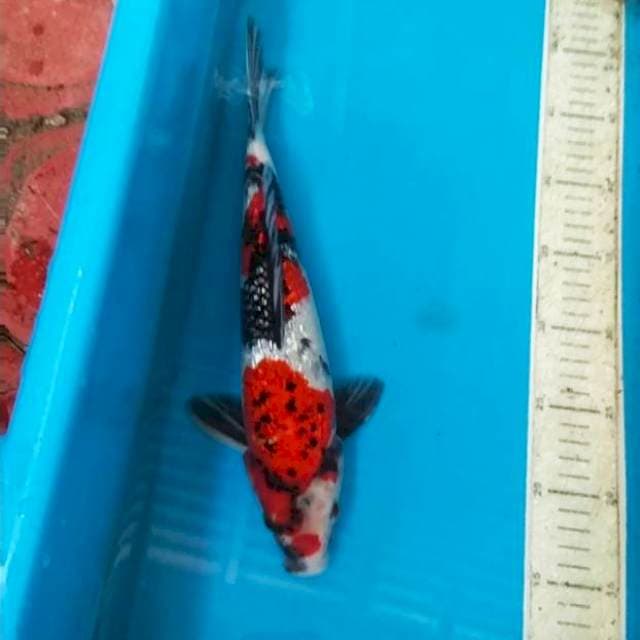 Showa ginrin 34cm