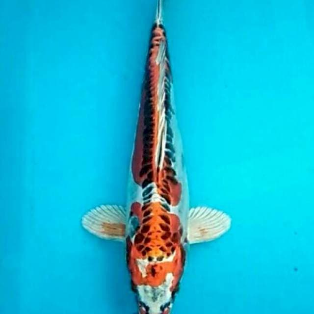 Kujaku ring naga orenji masked 25cm