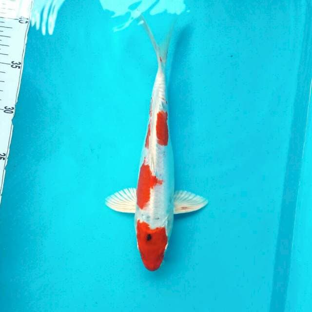 Heisei Nishiki ~ 26 cm