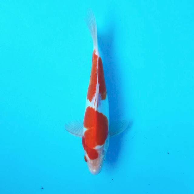 Kohaku Doitsu ~ 25cm