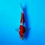 Kohaku Doitsu ~ 25cm