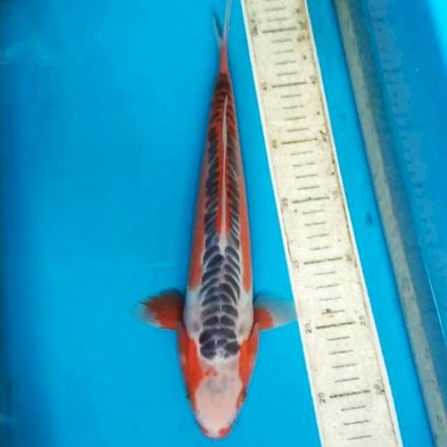 Shusui 34cm