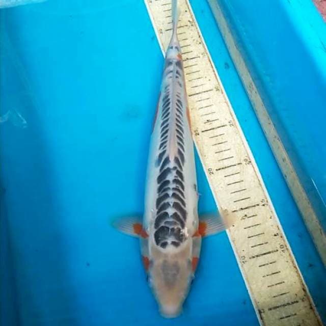 Shusui 37cm F1