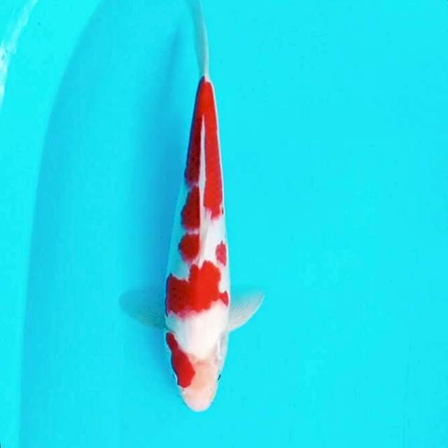 Kohaku ~ 34cm