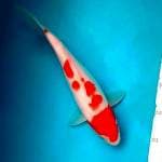 Kohaku  ~ 31cm