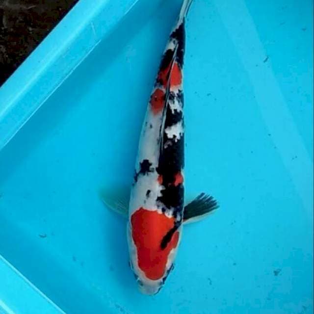 Showa sanshoku bakat bulky 29cm