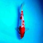 Kohaku ~ 30cm
