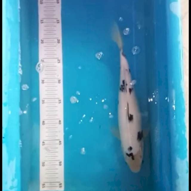 Bekko 35bu