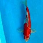 Kohaku Doitsu  ~ 28cm