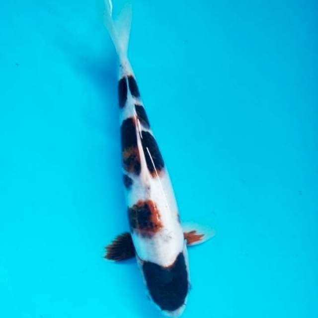 Goromo 