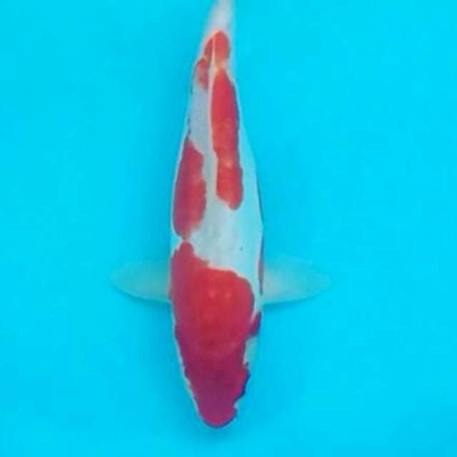 Kohaku Doitsu ~ 30cm