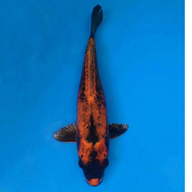 Okawa Kabuto