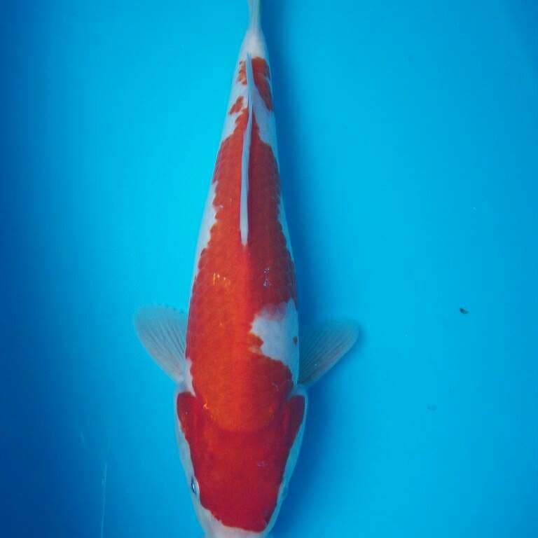 KOHAKU