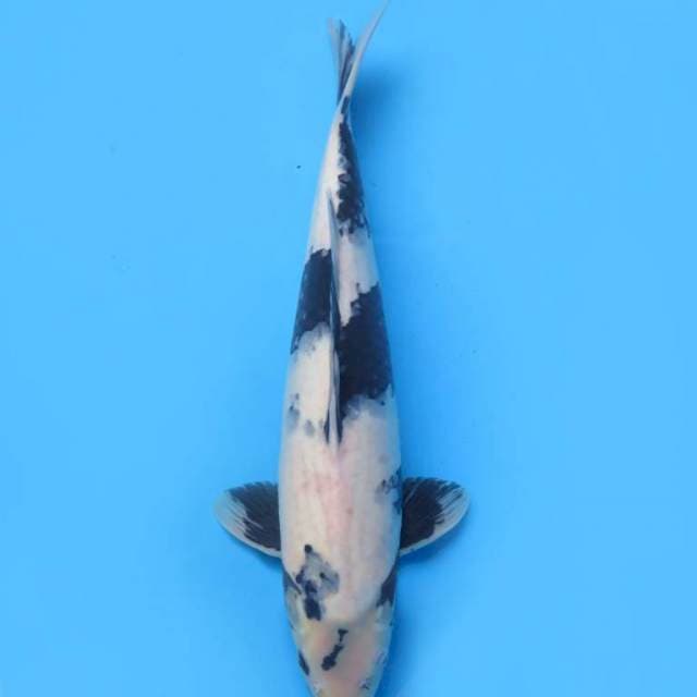 40cm , Shiro Utsuri Bongsor ( Sumi Calon Pekat )