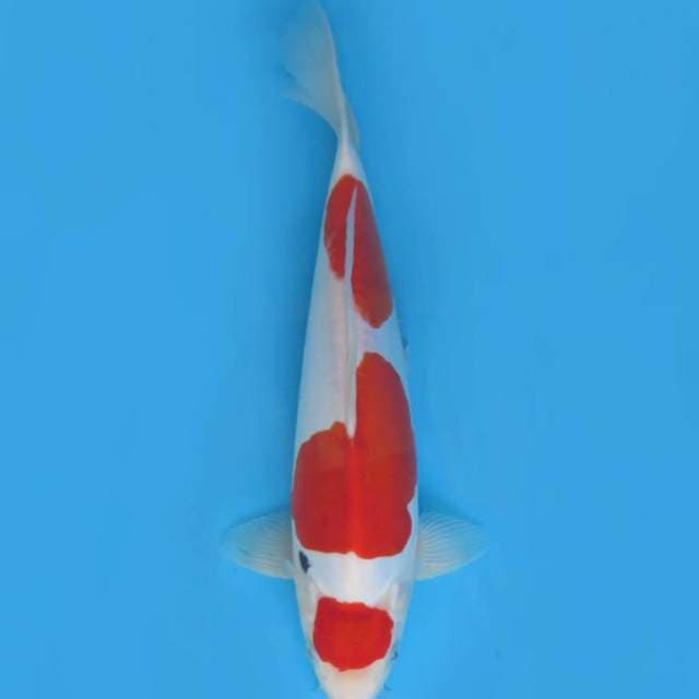 32cm , Maruten Sanke Doitsu Ori ( Murni ) 