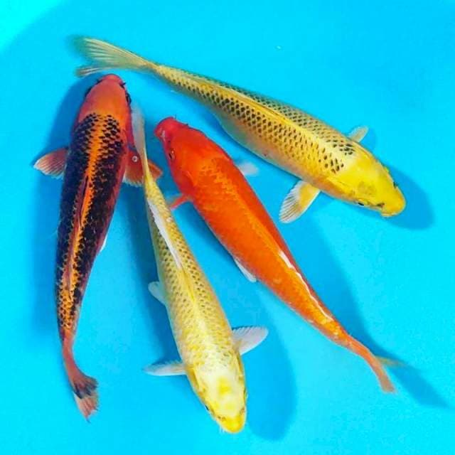 Mix 27-28 cm