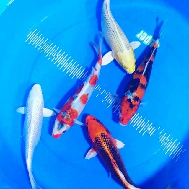 Mix 27-30cm