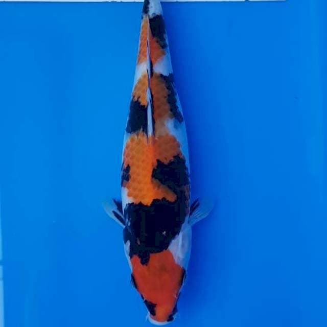 Showa 28cm