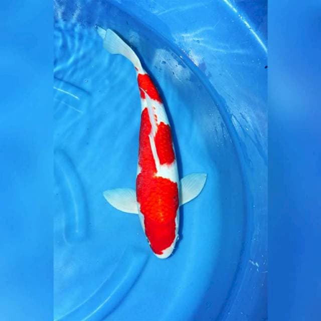 Kohaku ogata