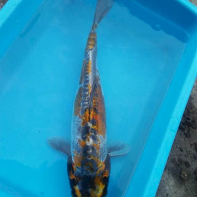 Ochiba doit 30cm