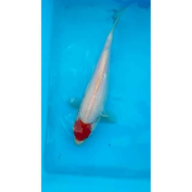 Tancho kohaku 25cm