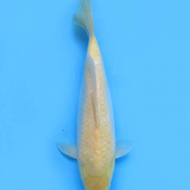 34cm , Karashigoi Bulky 
