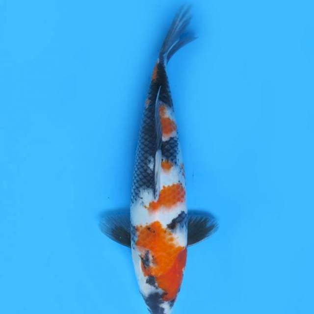 34cm , Showa Sanshoku Jumbo Tosai 