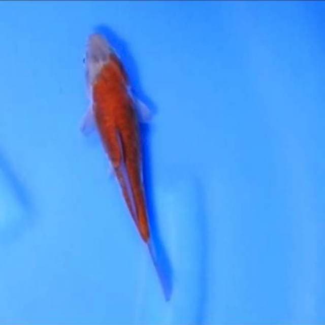 Ochiba Doitsu - Yamaju