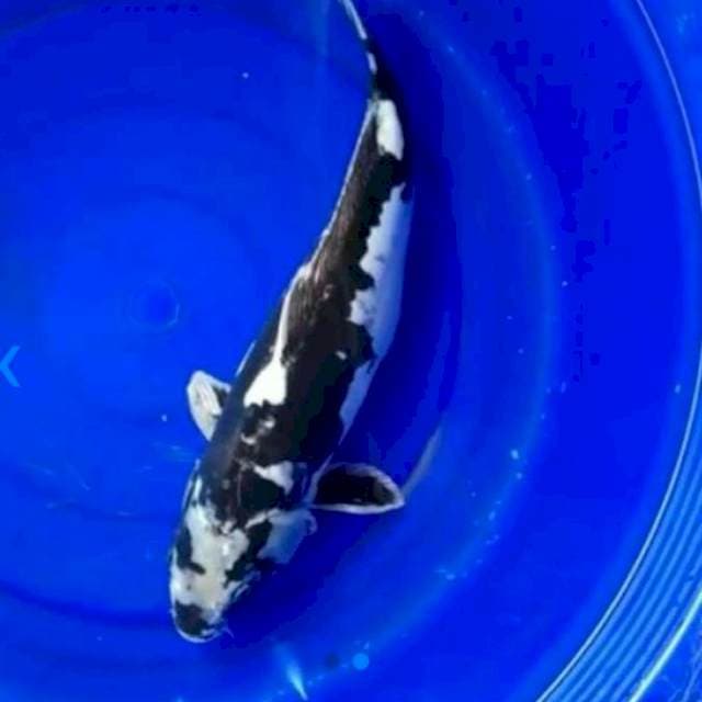 KIKO 48 CM