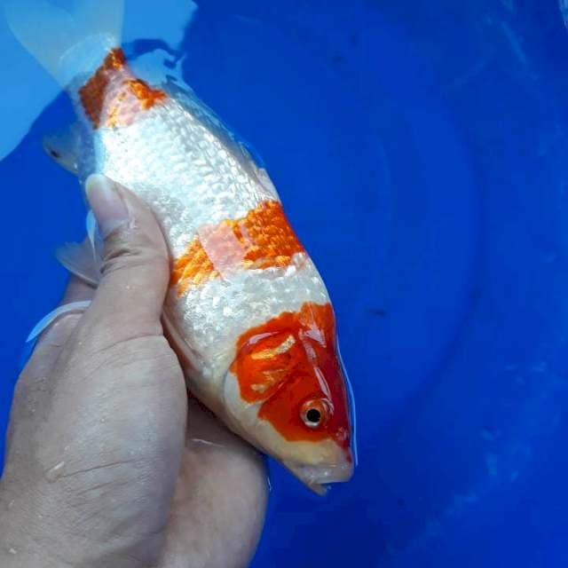 Kohaku Ginrin Berpunuk