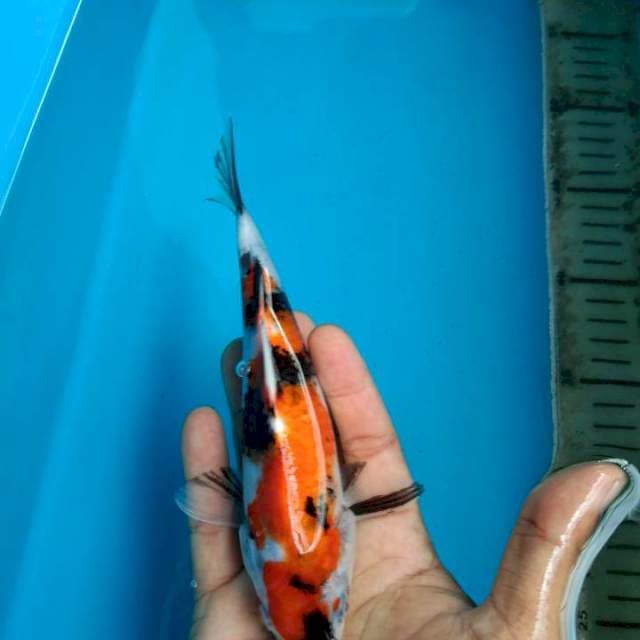 SHOWA 20 CM ORI