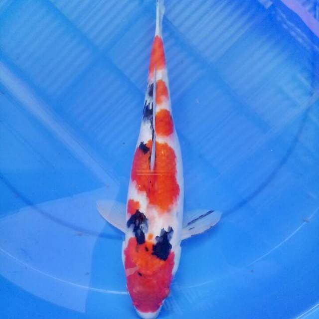 Sanke 36 cm