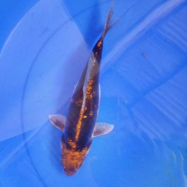 Antik 29 cm 