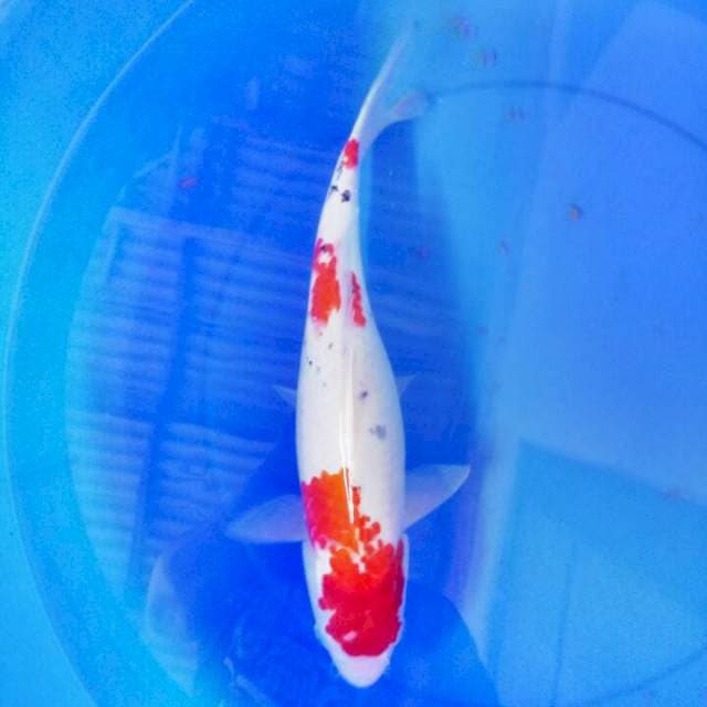 Sanke 39 cm