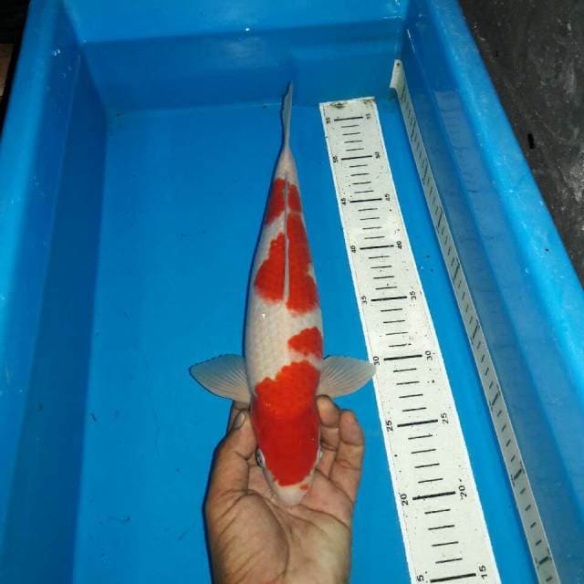 Kohaku f1