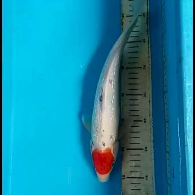 Tancho ginrin 35 cm