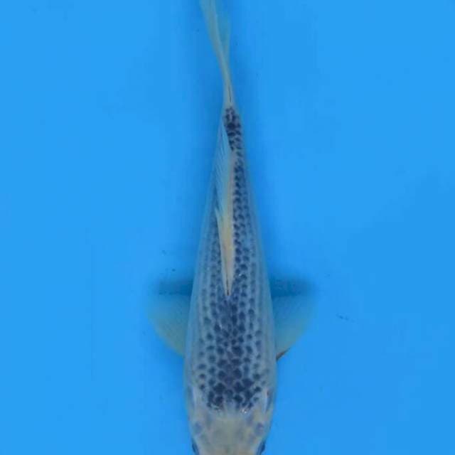 Asagi 24 cm