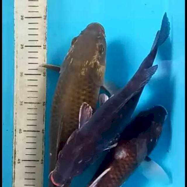 Mik 31 -36-39 cm