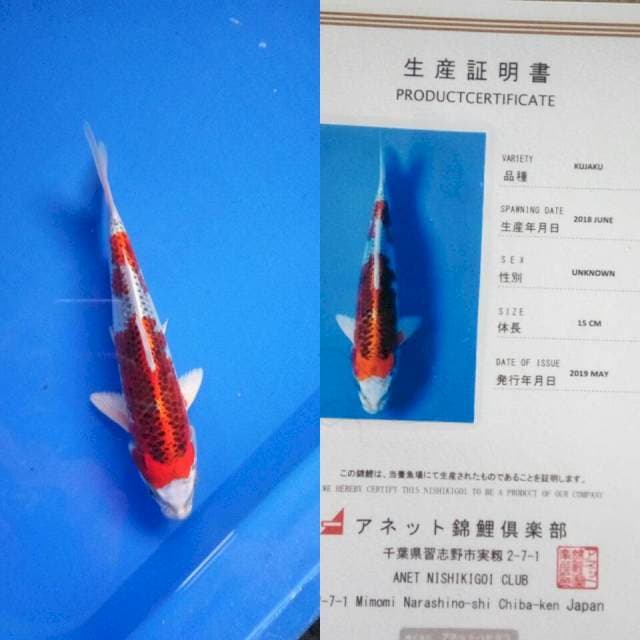 Kujaku import anett