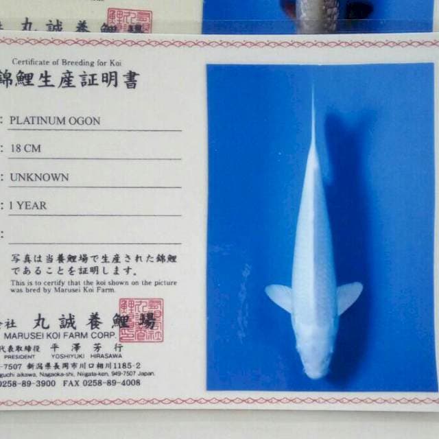 Platinum import marusei