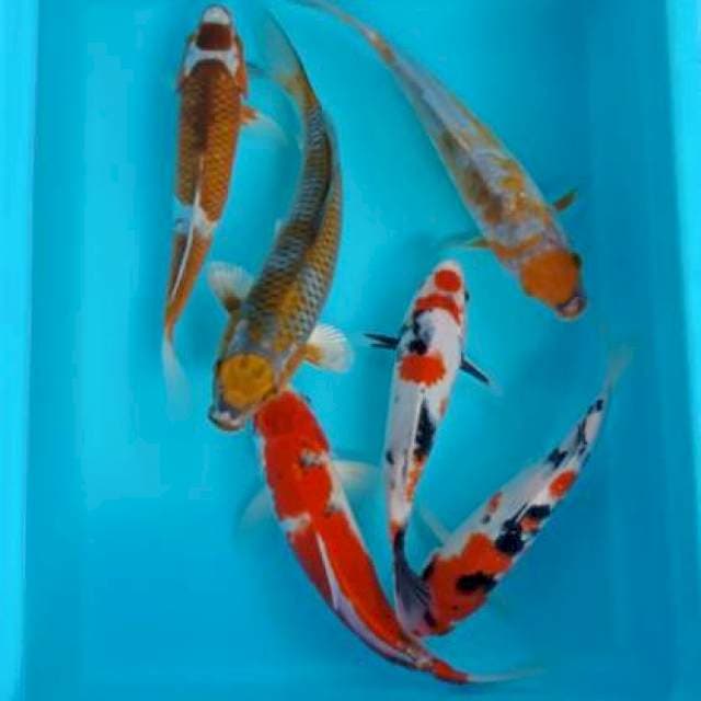 MIX KOI 25-30 CM