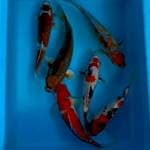 MIX KOI 25-30 CM